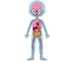 Online 4 Puzles Educativos El Cuerpo Humano Niños Juguetes Niños 6 Años|Juguetes Niños 5 Años