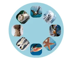 Online Linterna Proyector Océano Niños Juguetes Niños 5 Años|Juguetes Niños 6 Años