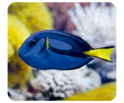 Online Linterna Proyector Océano Niños Juguetes Niños 5 Años|Juguetes Niños 6 Años